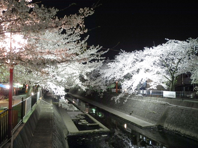 20140407大江川の夜桜