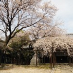 20140401長誓寺の桜