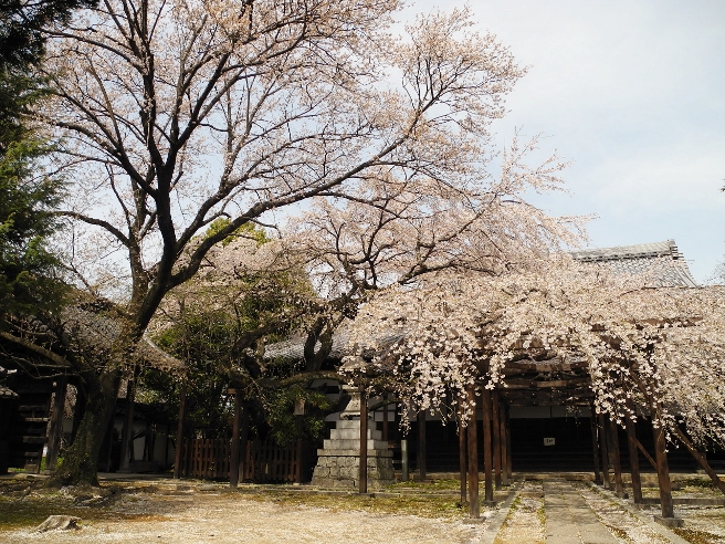 20140401長誓寺の桜
