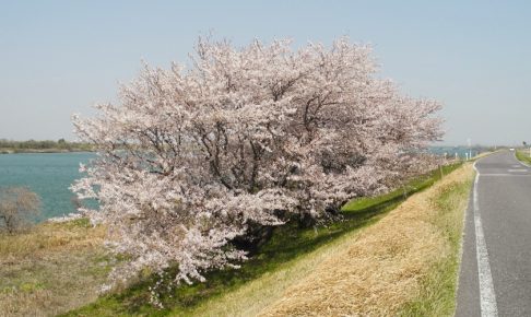 20140409渡船場の桜