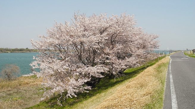 20140409渡船場の桜