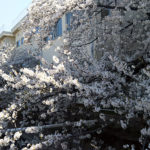 20180330黒田小学校の桜